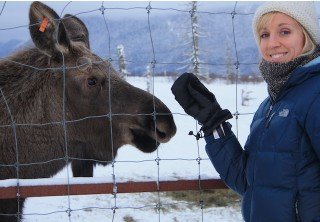 Photo of Winter Wildlife Tour 2 moose